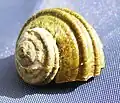 15&nbsp;mm juvenile shell of L. smaragda, markedly different in sculpture than the adult form