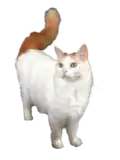Turkish Van