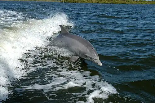 The bottlenose dolphin has the highest encephalization of any animal after humans[359]