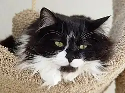 This domestic long-haired cat appears to be of partial Persian ancestry, with a relatively flat nose and fine hair.