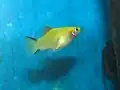 Female 'Twin Bar' or 'Comet' platy