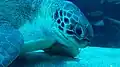 Bob, a green sea turtle at the aquarium