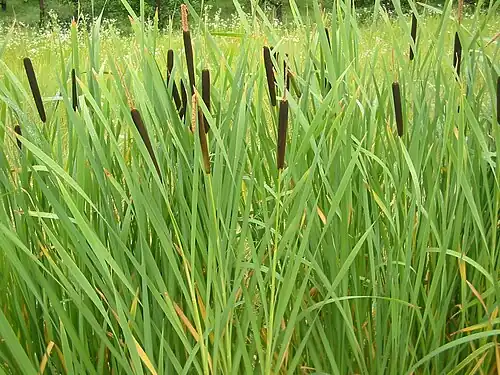 Typha - emergent