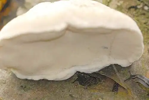 Pore surface