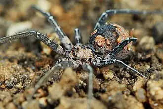 female
