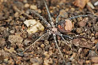 female