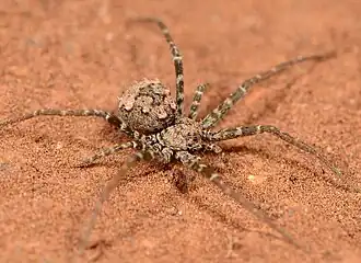 female