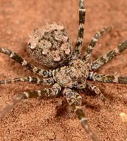 female T. soutpansbergensis