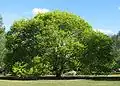 Golden elm (Ulmus glabra 'Lutescens') in Central Gardens, Malvern, Victoria