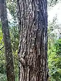 U. mexicana bark, Mexico