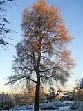 'Umbraculifera Gracilis', winter, Royal Botanic Garden, Edinburgh