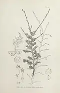 'Hunnybunii pseudo-Stricta': flowers and fruit