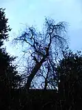 Dragon's Claw elm above the former Granton Road railway station