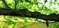 U. thomasii corky twig, Meisse