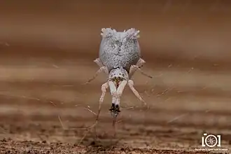 U. campestratus