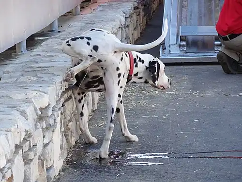 Dogs and wolves raise their legs while urinating.[109][110]