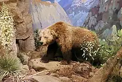 Specimen at the Santa Barbara Museum of Natural History