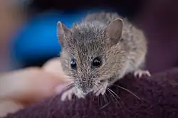 Brown mouse