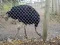 A male ostrich at the Utica Zoo.