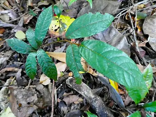 Foliage
