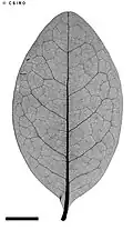 Xray of leaf