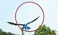 Macaw in flying demonstration