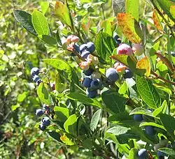 Berries, ripe and unripe