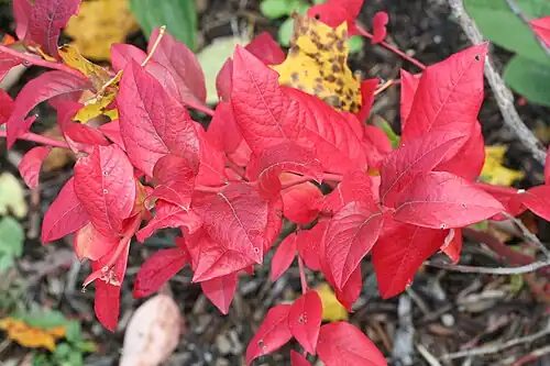Autumn leaves