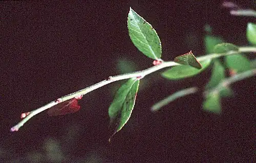 Leaves
