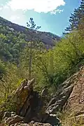 Habitat of Satyrus ferula (Val Noci, Genoa, Italy, about 500&nbsp;m&nbsp;a.s.l.)