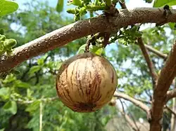 Fruit
