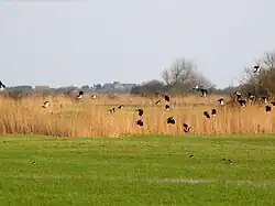 Lapwings in the marshes