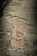 Blotches on bark