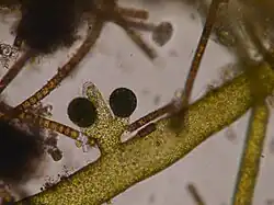 Vaucheria sp., sexual reproductive organs