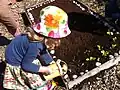 A child, gardening