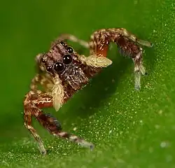 Juvenile female V. durbani