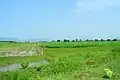 Velagaleru Farm fields