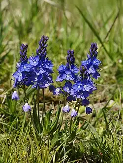 Veronica prostrata, for which the color veronica is named