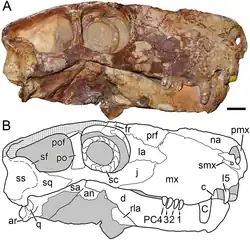 †Viatkogorgon, a gorgonopsian therapsid ('mammal predecessor')