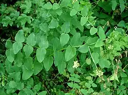 Pea-flowered vetch (V.&nbsp;pisiformis)