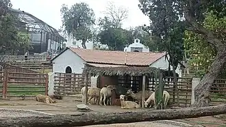 Vicuñas, Alpacas and Llamas