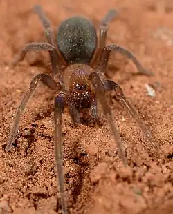 female