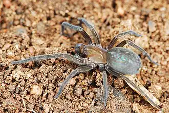 male