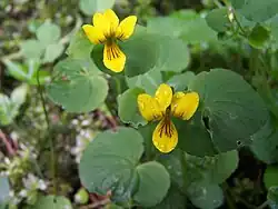 Viola biflora