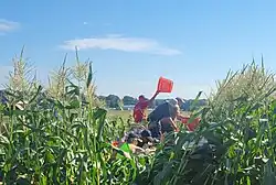 Farmers and volunteers glean corn for Maryland Food Bank