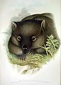 Common Wombat, Vombatus ursinus, 1845–1863, Mammals of Australia, J Gould & H. C. Richter