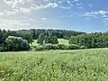 Meadows and forest