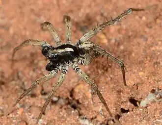 male