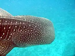 Top of head