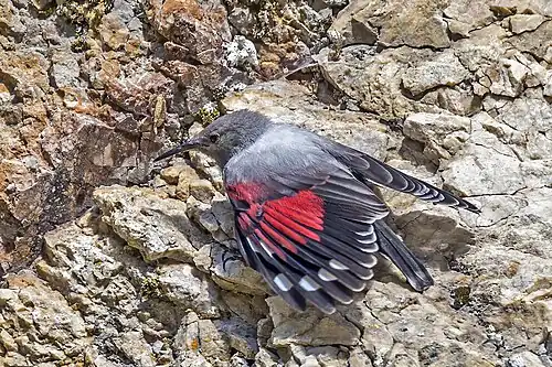 Female in the Piatra Craiului Mountains, Transylvania, Romania